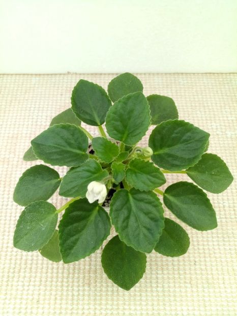 7 apr - ZZ Senk s Alchemy Parakeet