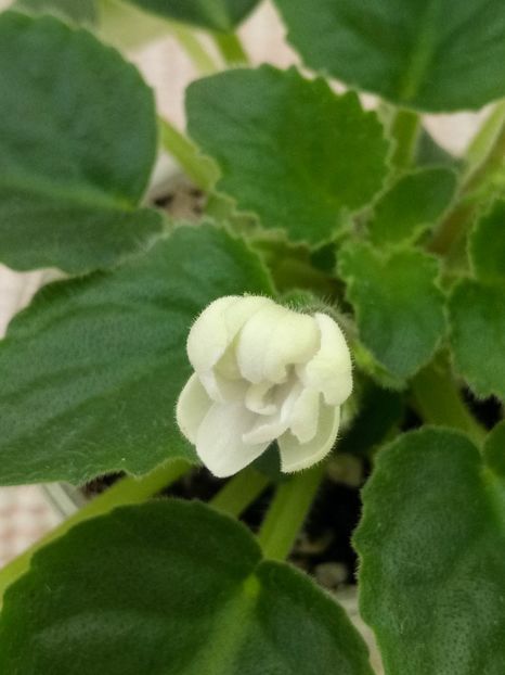 7 apr - ZZ Senk s Alchemy Parakeet