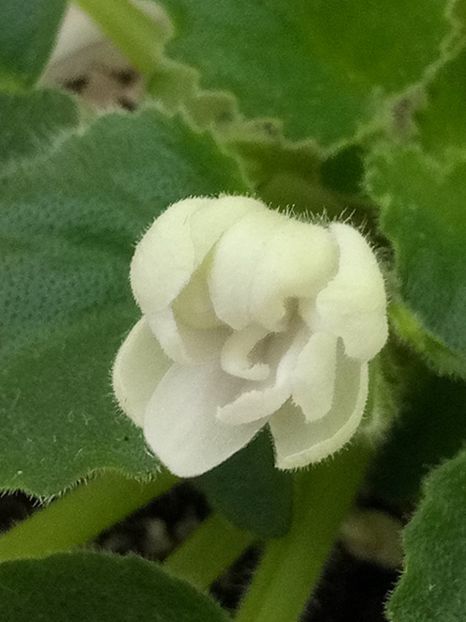 7 apr - ZZ Senk s Alchemy Parakeet