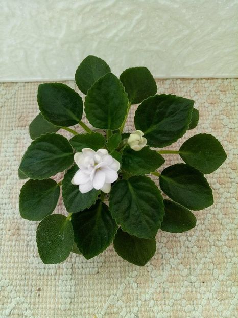 12 apr - ZZ Senk s Alchemy Parakeet