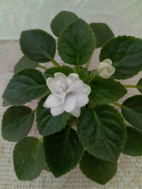 12 apr - ZZ Senk s Alchemy Parakeet