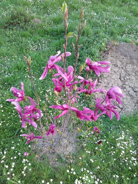  - AAAAA_MAGNOLIA SUSAN 2015_2017_2018_2019_2020_2024_2025