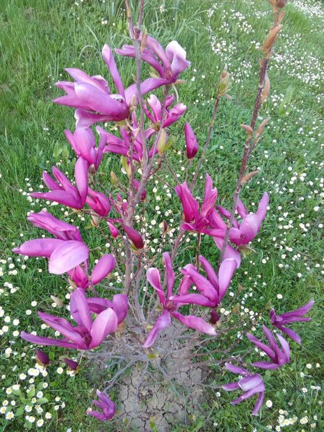  - AAAAA_MAGNOLIA SUSAN 2015_2017_2018_2019_2020_2024_2025