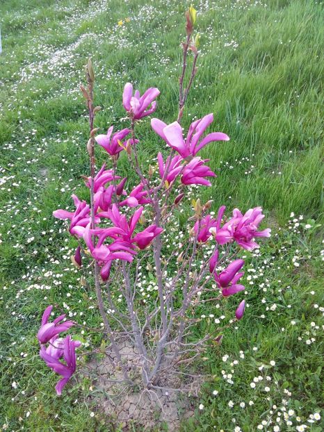  - AAAAA_MAGNOLIA SUSAN 2015_2017_2018_2019_2020_2024_2025