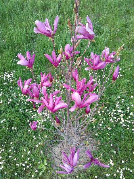  - AAAAA_MAGNOLIA SUSAN 2015_2017_2018_2019_2020_2024_2025