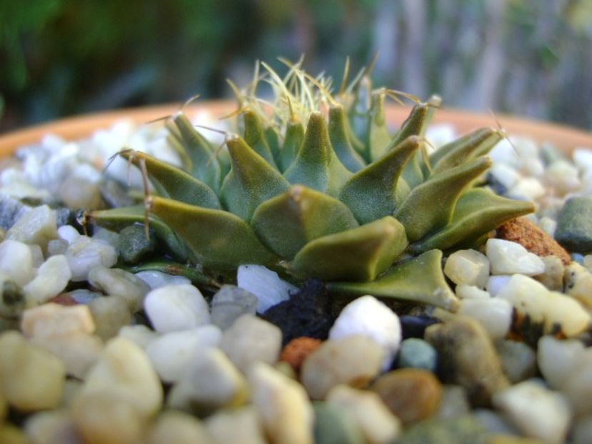 Obregonia denegrii - Cactusi 2018