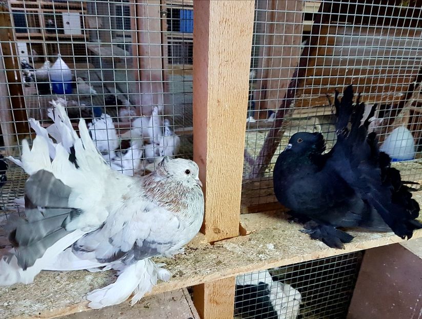  - VOLTATI INDIENI PENTRU 2023