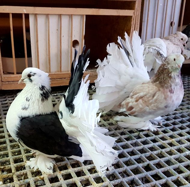  - VOLTATI INDIENI PENTRU 2023