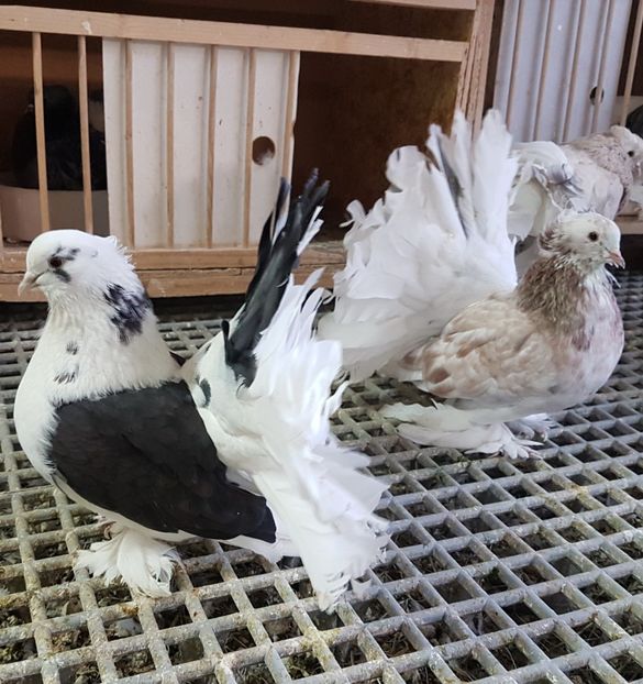  - VOLTATI INDIENI PENTRU 2023