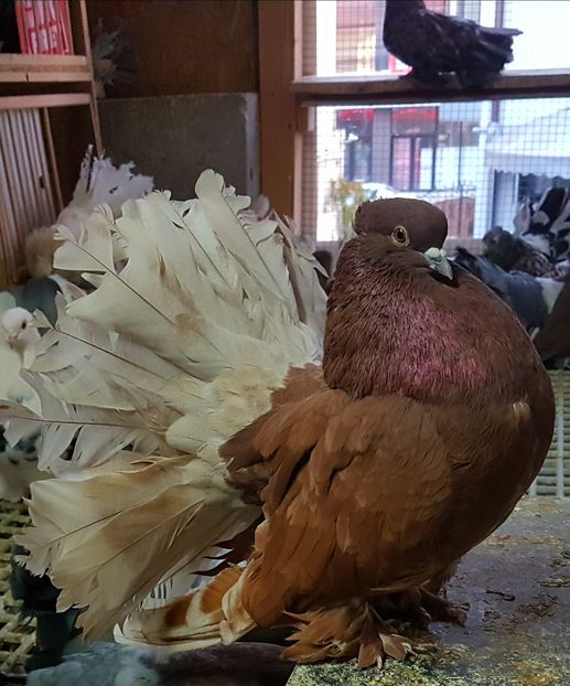  - VOLTATI INDIENI PENTRU 2023