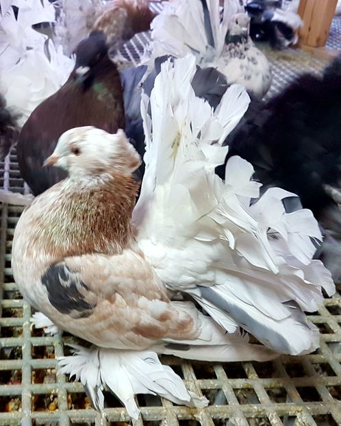  - VOLTATI INDIENI PENTRU 2023