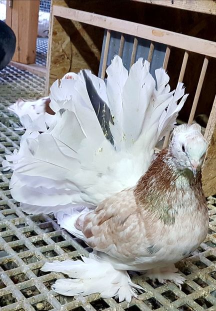  - VOLTATI INDIENI PENTRU 2023