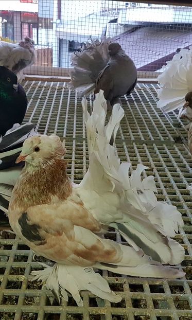  - VOLTATI INDIENI PENTRU 2023