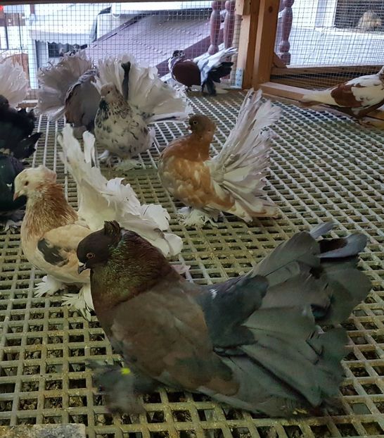  - VOLTATI INDIENI PENTRU 2023