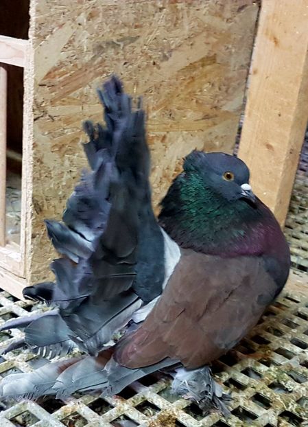  - VOLTATI INDIENI PENTRU 2023