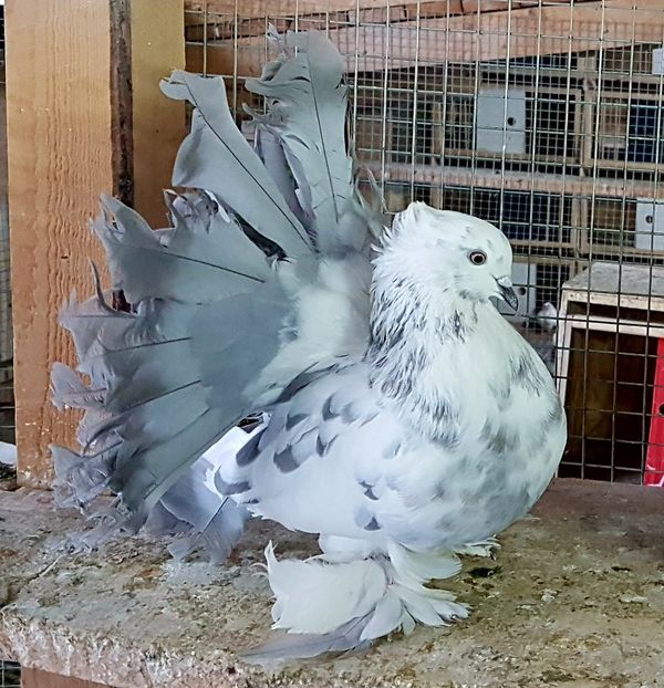  - VOLTATI INDIENI PENTRU 2023