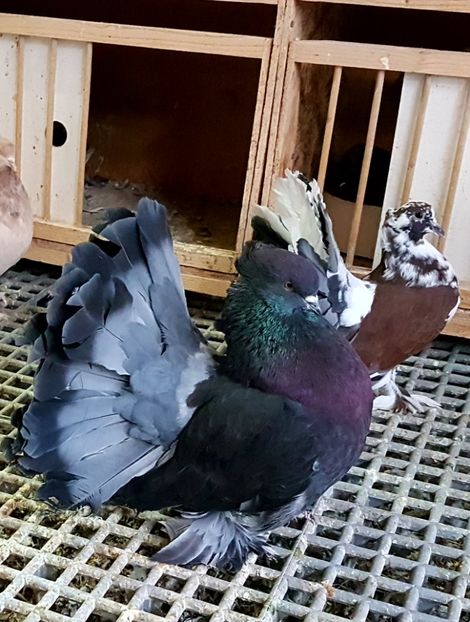  - VOLTATI INDIENI PENTRU 2023