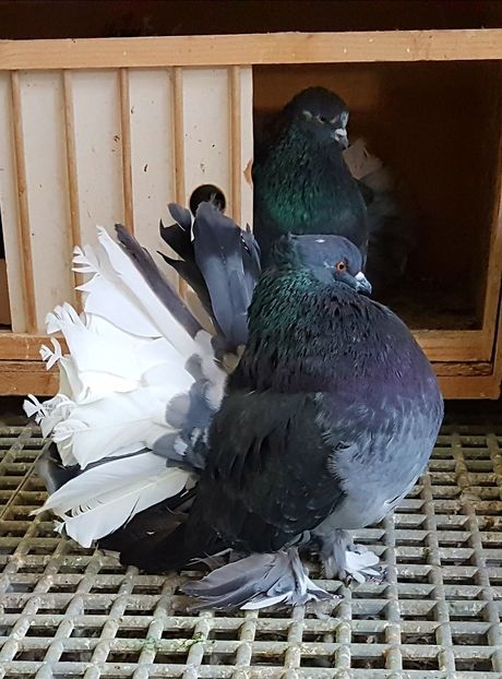  - VOLTATI INDIENI PENTRU 2023