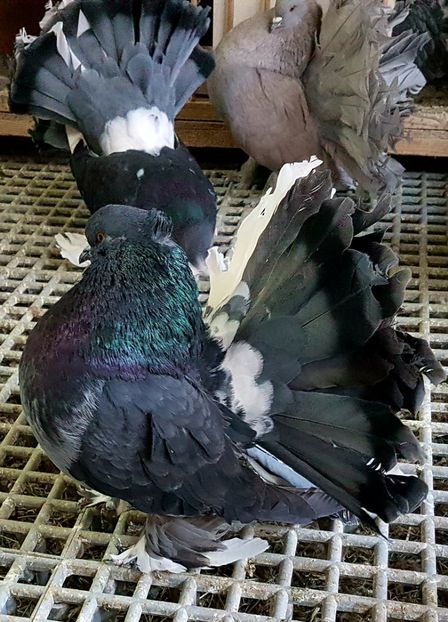  - VOLTATI INDIENI PENTRU 2023