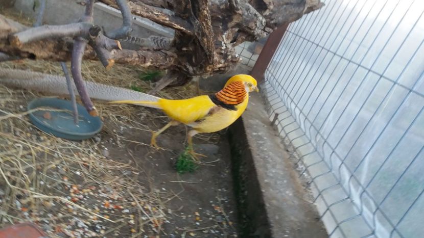  - Fazani Auriu pe Galben