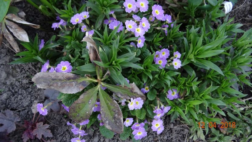  - Un inceput timid- aprilie infocat