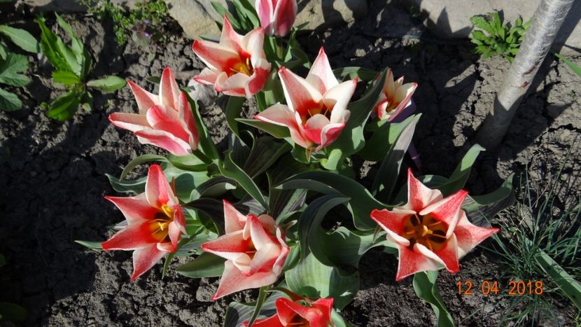  - Un inceput timid- aprilie infocat