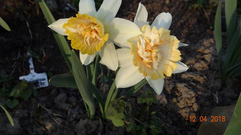 Peach Cobbler - Un inceput timid- aprilie infocat