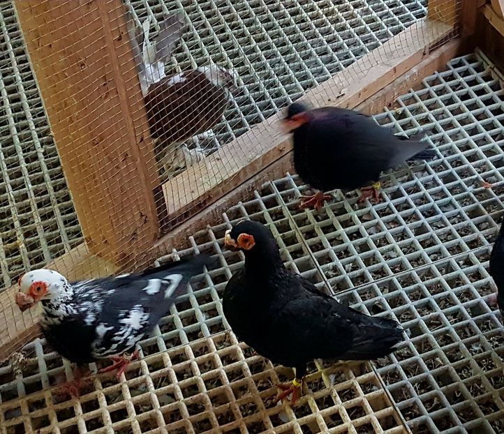  - CARUNCULATI Pentru 2020