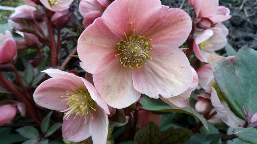 Pink Frost - Un inceput timid- aprilie infocat