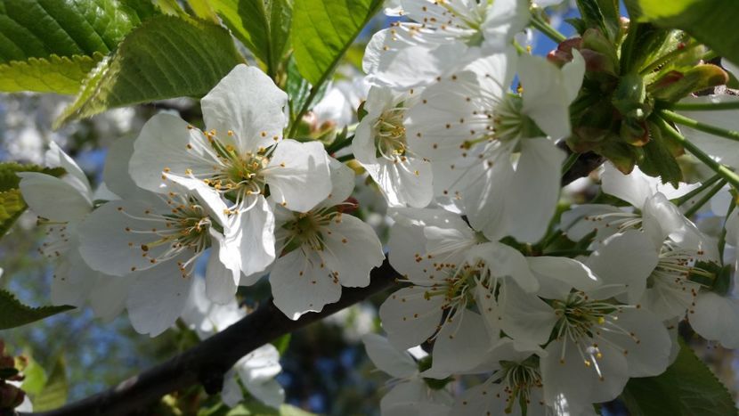 cires 12.04 - arbori fructiferi 2018