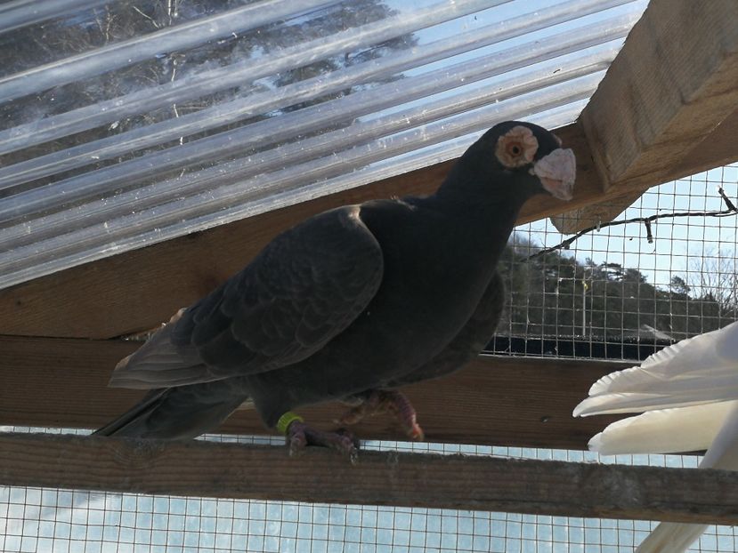  - Carunculat de Oradea 2018