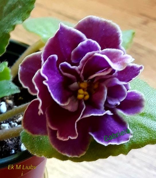 Ek Magija Libvi - AA violete africane de colectie