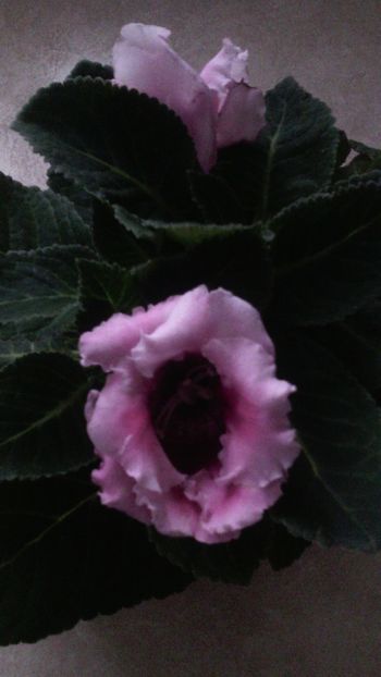  - 1GLOXINIA-2018- 2021