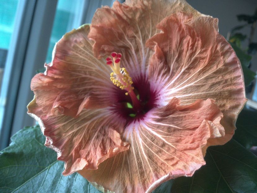 WIN_20180413_080404 - Tahitian French Toast