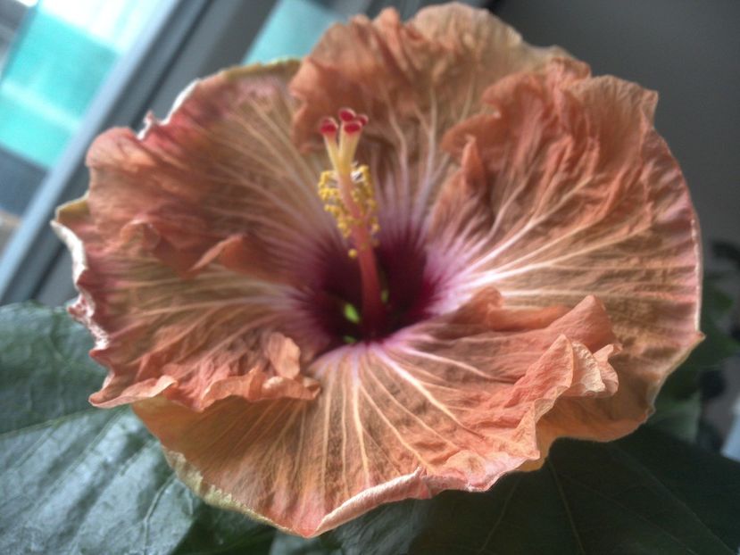 WIN_20180413_080450 - Tahitian French Toast