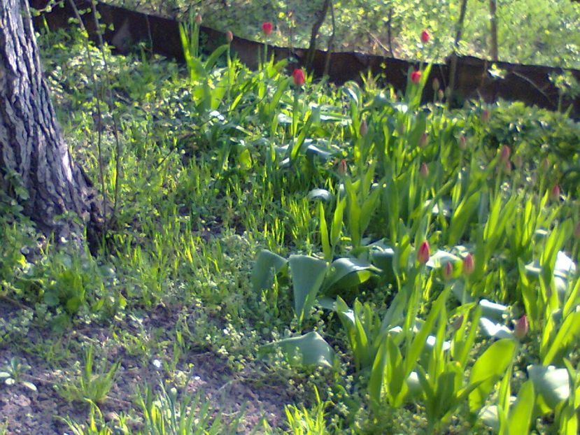 Fotografie3746 - 2018 PRIMAVĂRĂ LA GRADINĂ