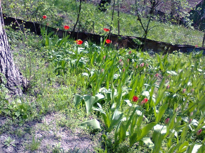 Fotografie3748 - 2018 PRIMAVĂRĂ LA GRADINĂ