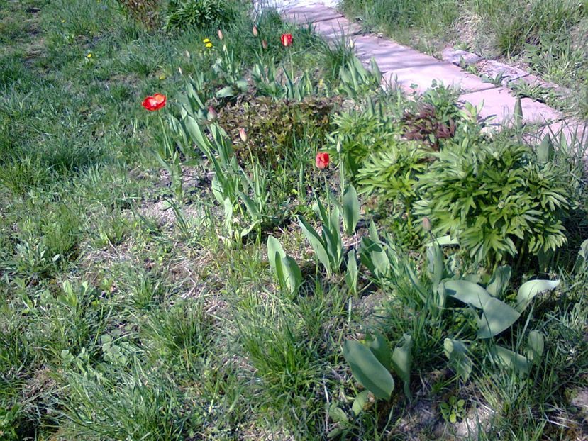 Fotografie3750 - 2018 PRIMAVĂRĂ LA GRADINĂ