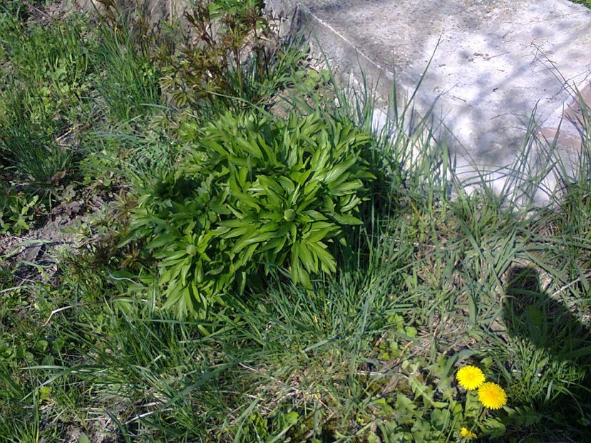 Fotografie3751 - 2018 PRIMAVĂRĂ LA GRADINĂ