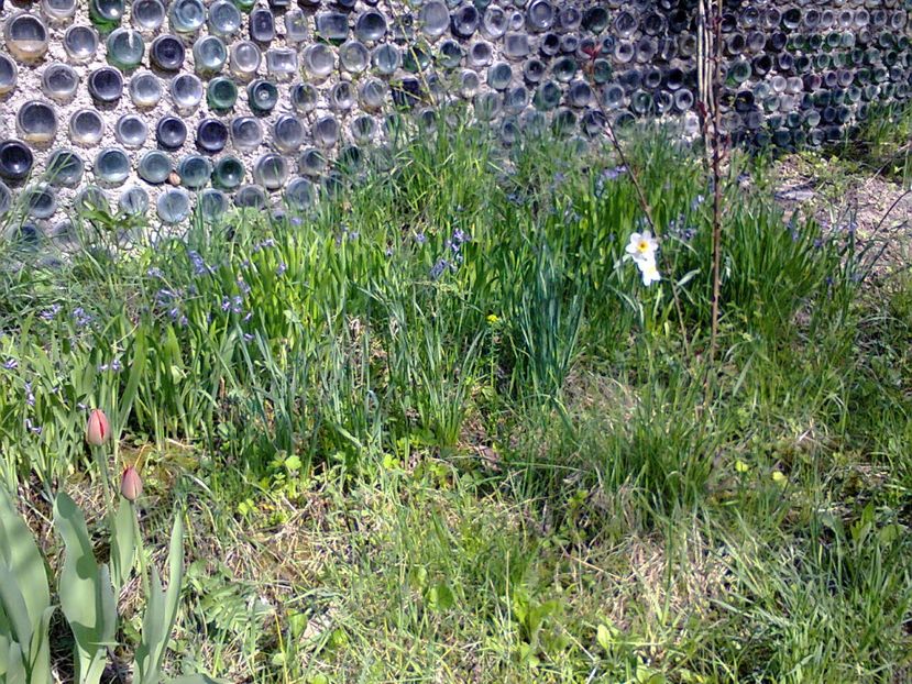 Fotografie3753 - 2018 PRIMAVĂRĂ LA GRADINĂ