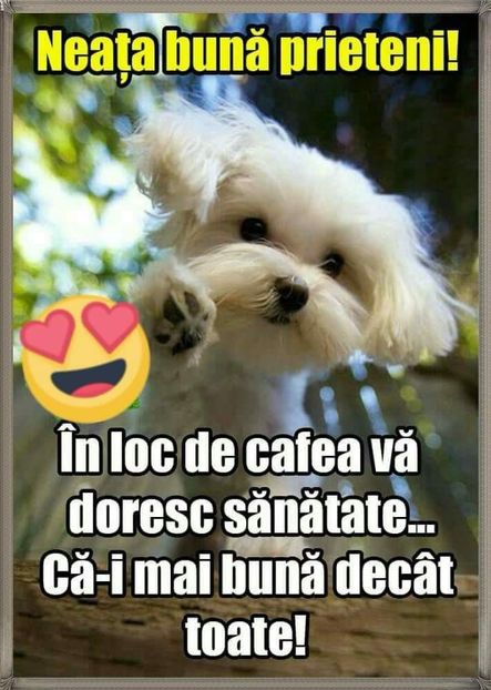  - Poze 3