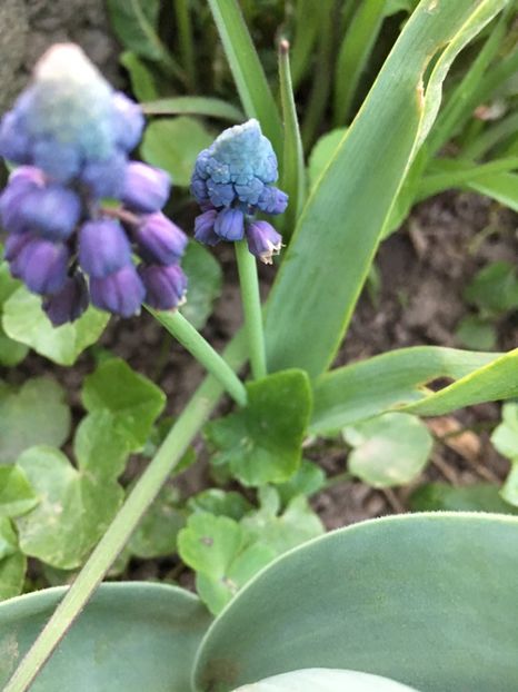 AEF341F1-9B97-4213-B90D-48DB9DBC092D - Muscari 2018 2021
