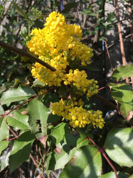 Mahonia - Arbuști 2018