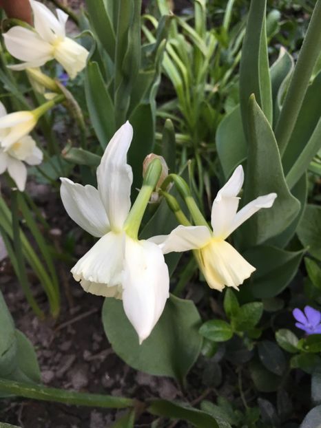 6AC2AD85-D8C5-43A3-8245-3C172E73585F - Narcise 2018 24 25