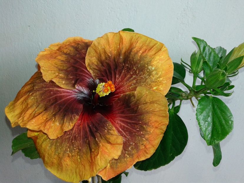 Tahitian Dark Congo - SEMINTE HIBISCUS