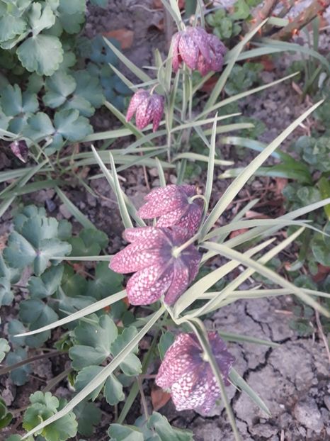 20180412_194324[1] - fritillaria meleagris