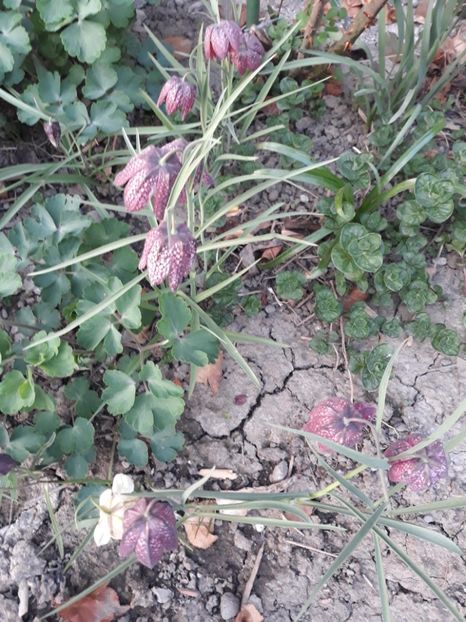 20180412_194334[1] - fritillaria meleagris