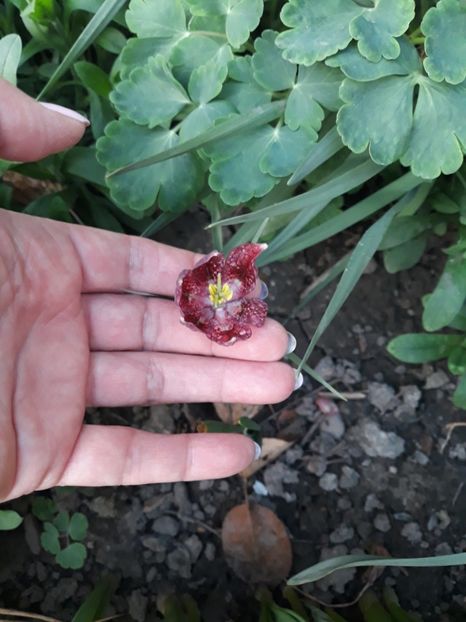 20180412_194409[1] - fritillaria meleagris