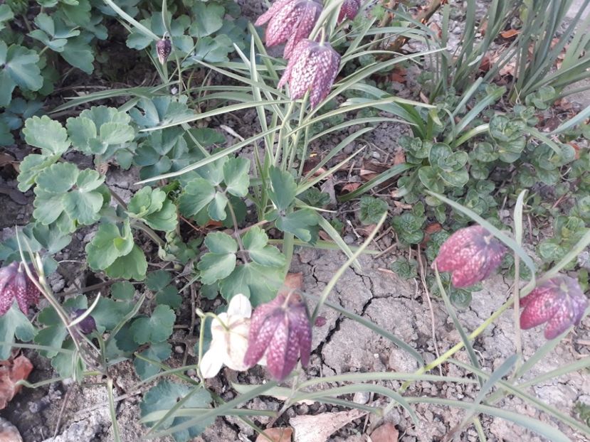 20180412_194453[1] - fritillaria meleagris