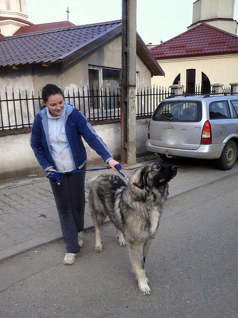  - Novac de pe Somes - Ciobanesc Romanesc Carpatin